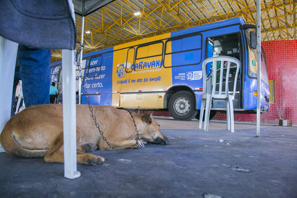 Caravana da Castração encerra atividades em Corumbá com mais de 1,2 mil animais atendidos