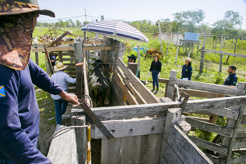 Prefeitura inicia ação de melhoramento genético bovino nos assentamentos rurais de Corumbá