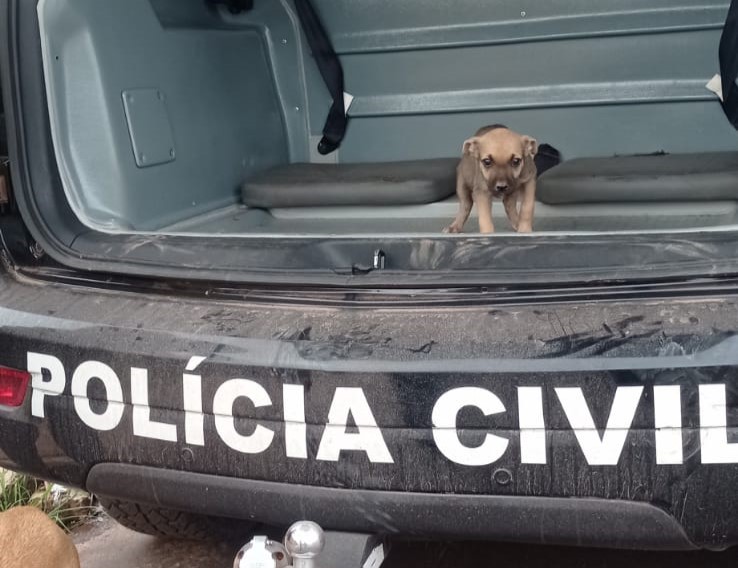 Abril Laranja: parceira da Prefeitura e Polícia Civil resgata cães em situação de maus-tratos