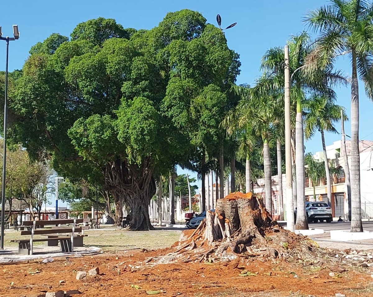 Árvore com risco de queda desde 2024 é removida da Praça Generoso Ponce por segurança