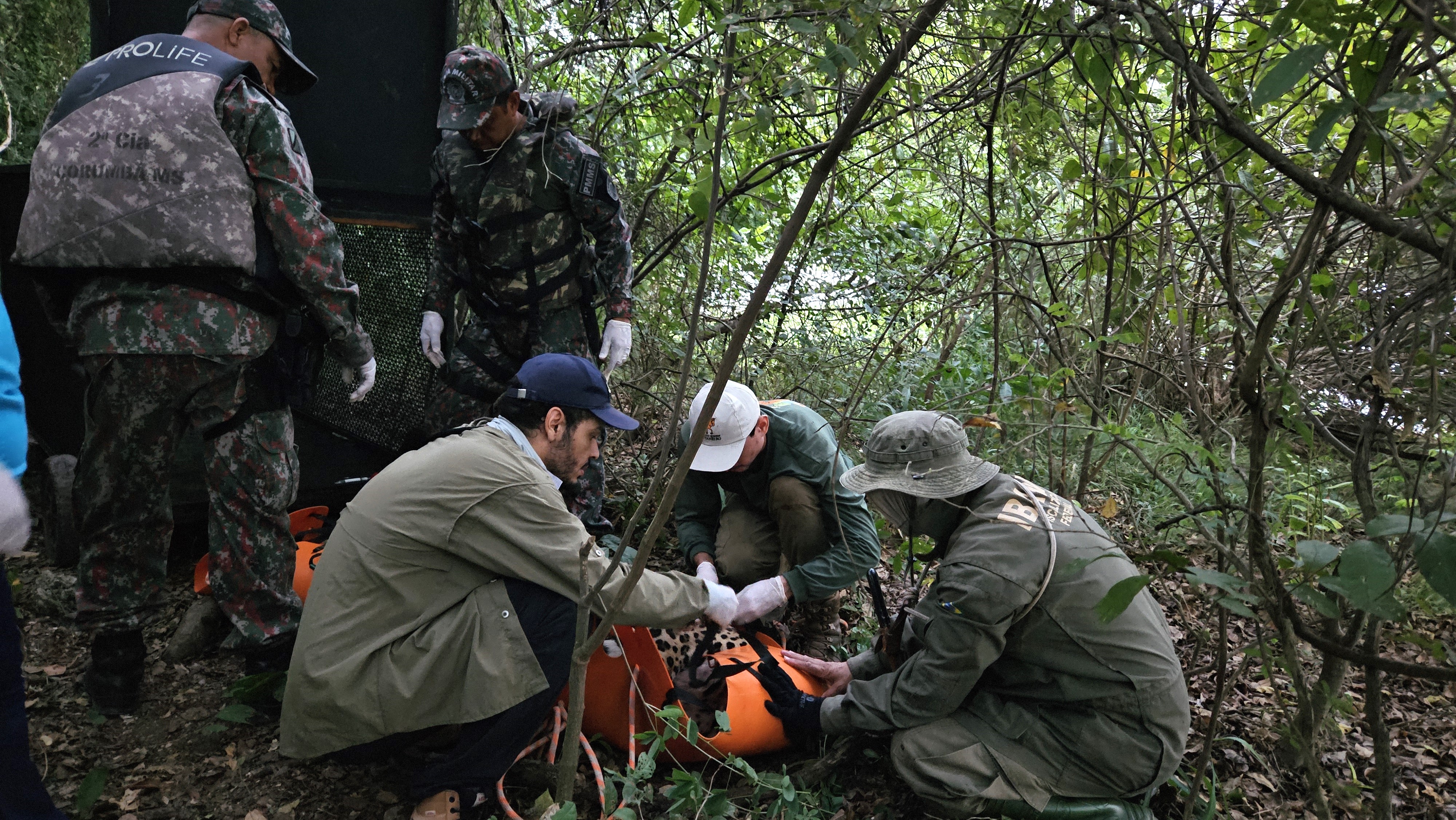 Grupo Técnico mantém monitoramento de onça após soltura na Serra do Amolar