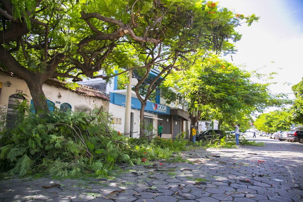 Consulta pública vai ajudar a construir Plano de Arborização Urbana de Corumbá