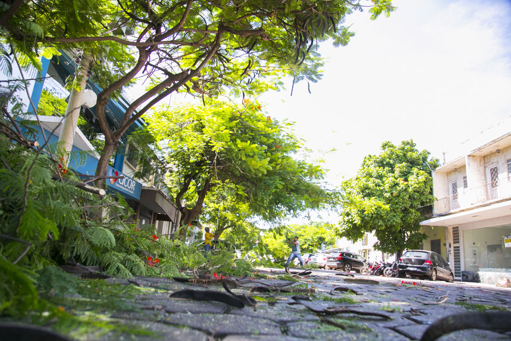 Consulta pública do Plano de Arborização Urbana continua aberta em Corumbá
