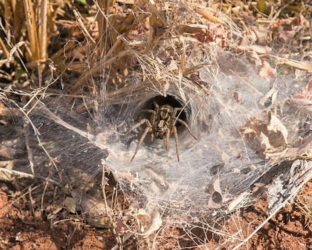 Corumbá inicia hoje 1º Workshop da Macrorregião Pantanal sobre Animais Peçonhentos